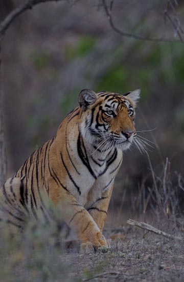 Wildlife Tour Packages Madhya Pradesh